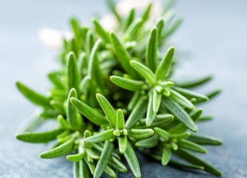 臉上出現這5個征兆，警惕數萬條螨蟲正侵襲！植物提取物研發帶來新希望